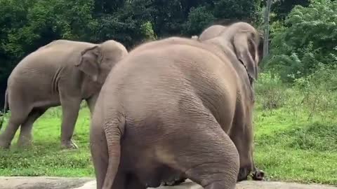 Elephant sleeping 😀 in water