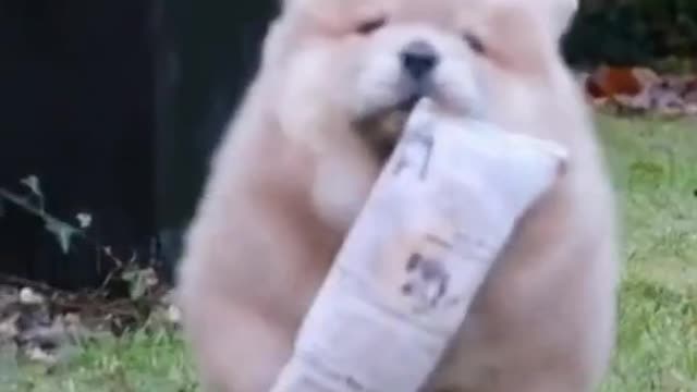 Cute Little Chow Puppy Just Wanting to Play Fetch