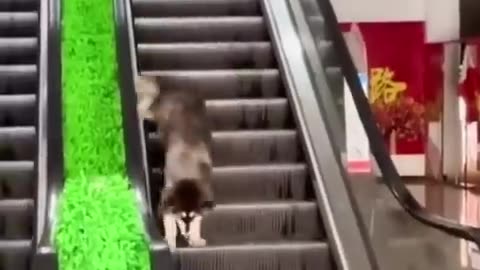 Cute dog
