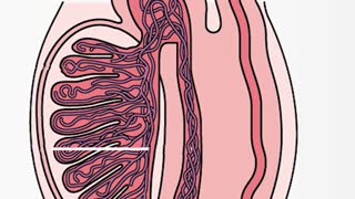 Body Function