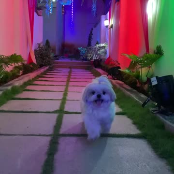 Episode #51 Pet Mass Entry Viral Video 03