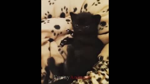 So many cute kittens videos compilation