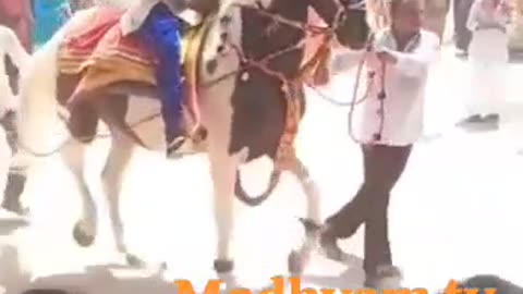 Live horse accident In marriage