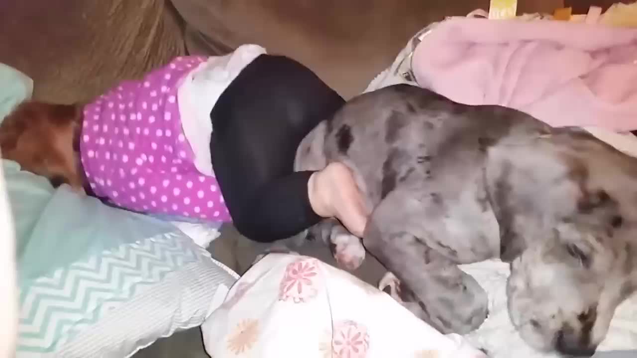 Dog funny video 😅