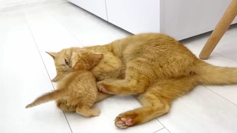 Kittens fighting - mother cat punishes her kittens