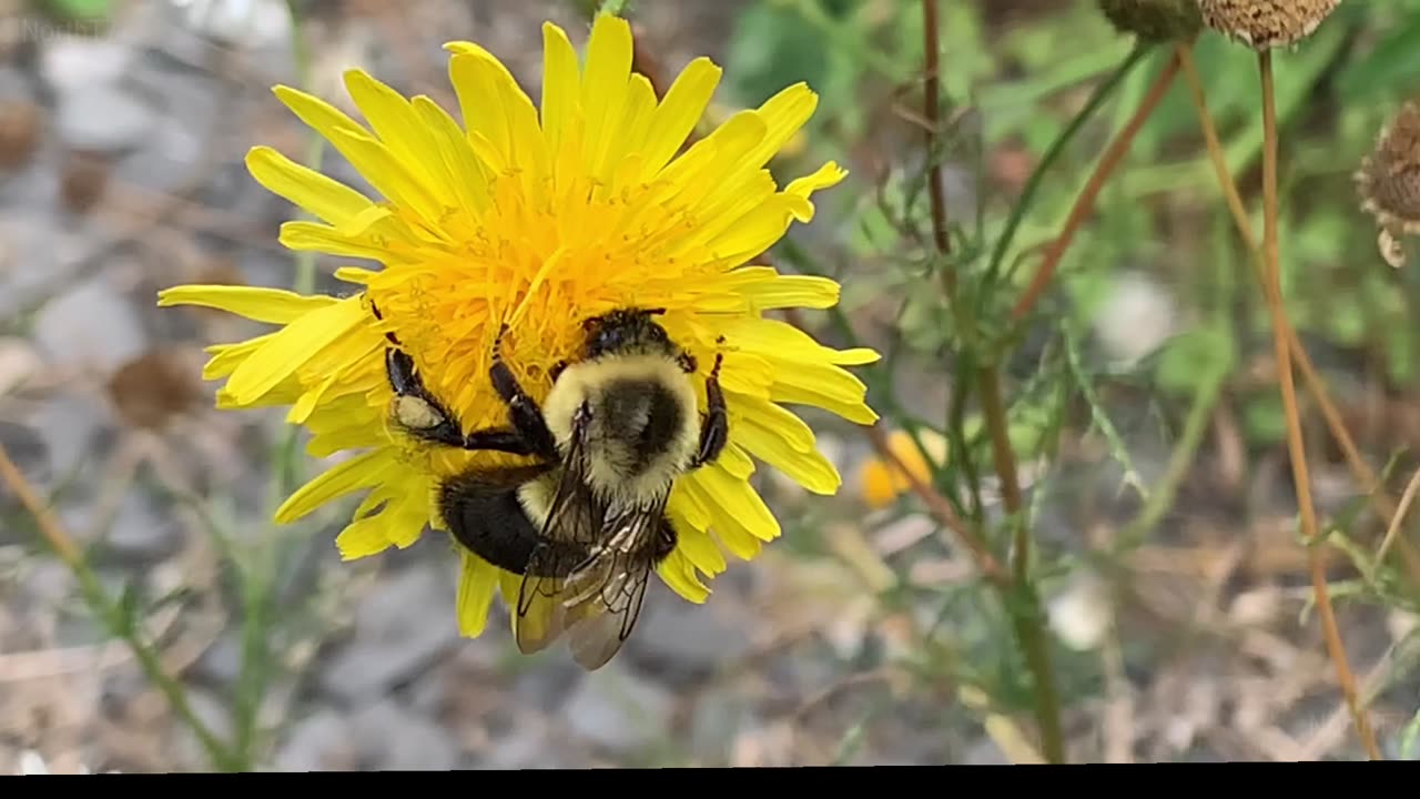 Hardest Working Animal-The Bee