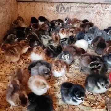 This person will be a zillionaire. Screw bitcoin