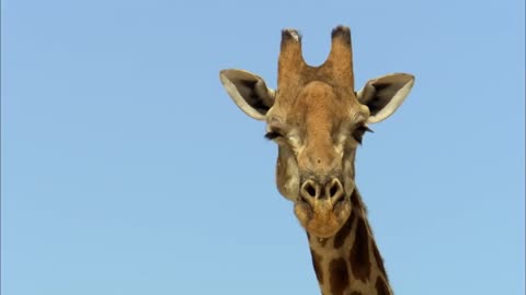Nature Makes You Happy | BBC Earth