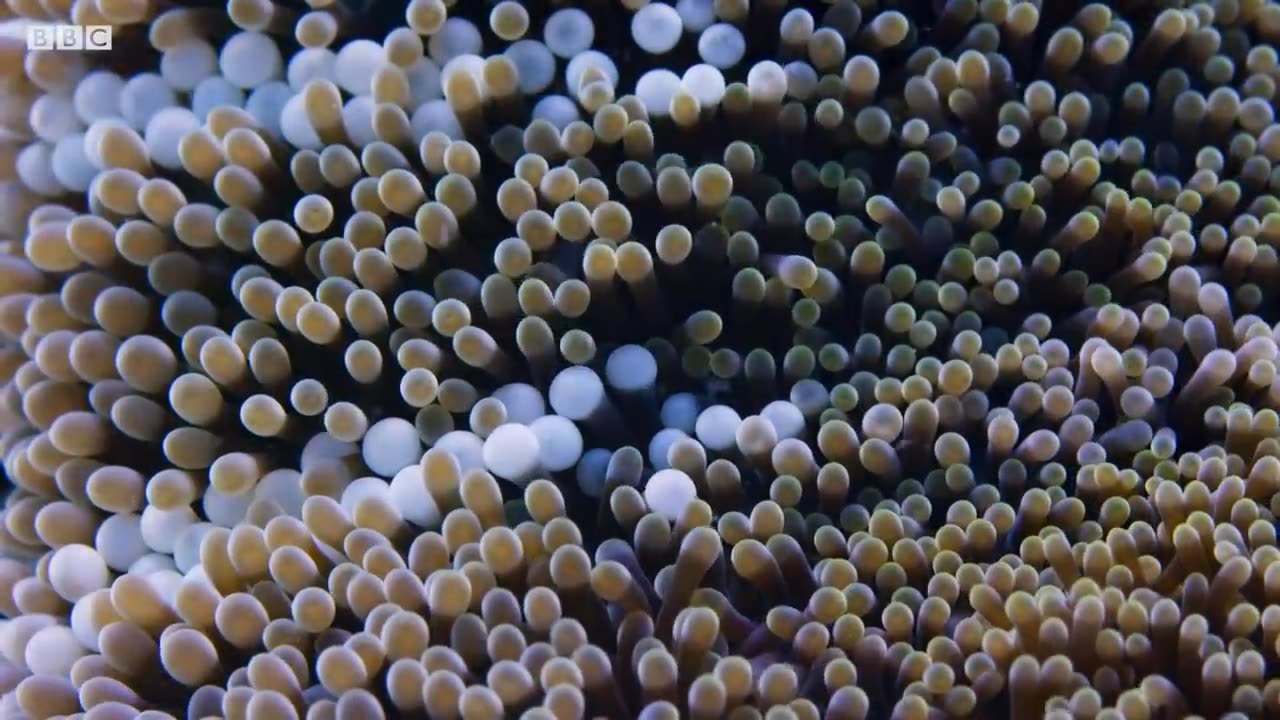 Amazing Clownfish Teamwork _ Blue Planet II