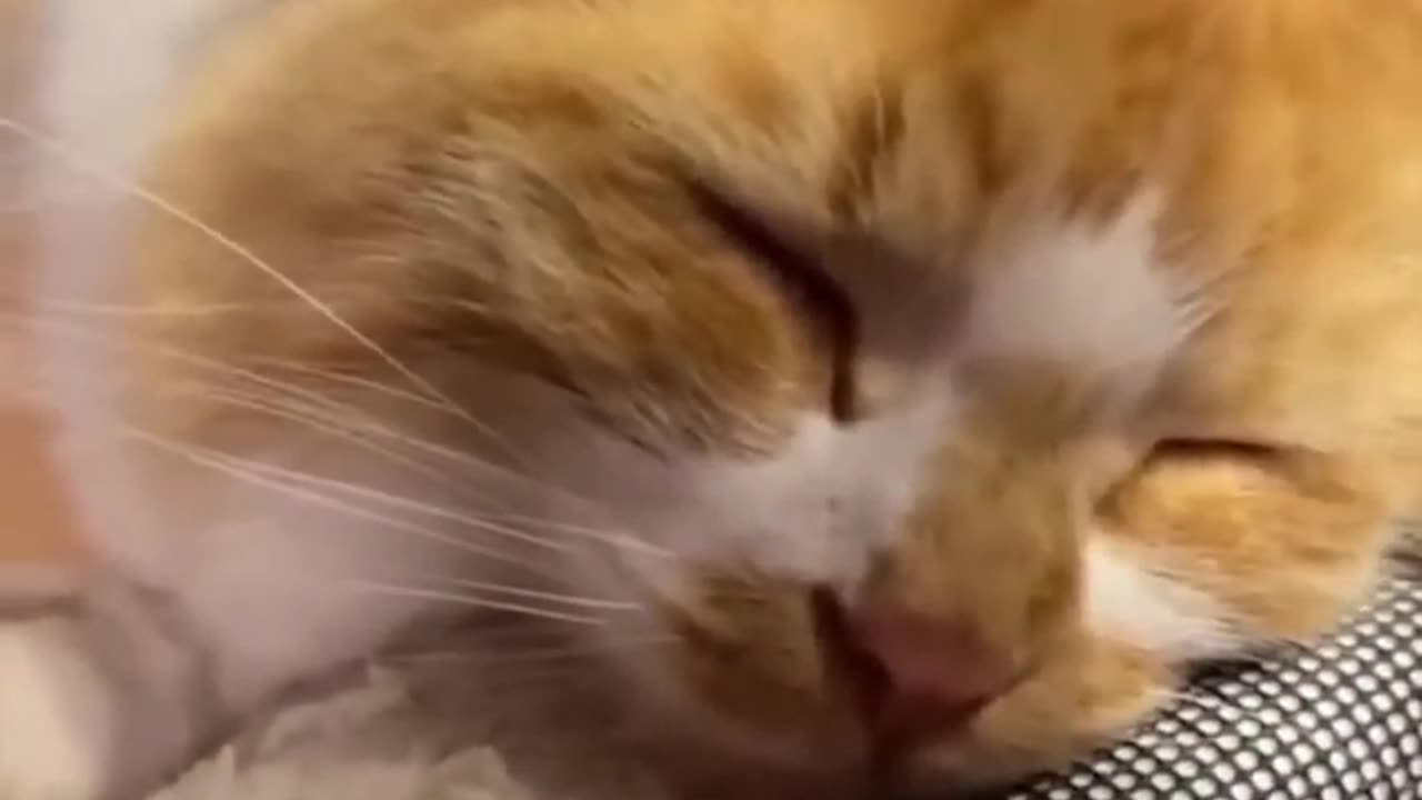 funny cat video.💯