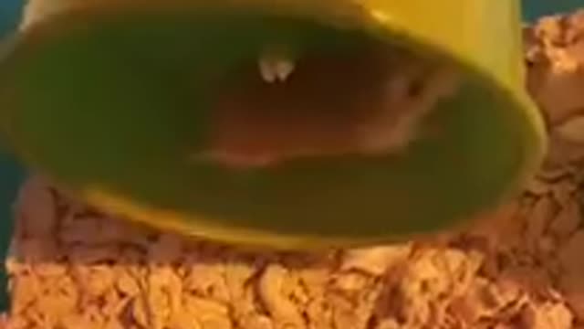 Dispute on wheels between hamsters