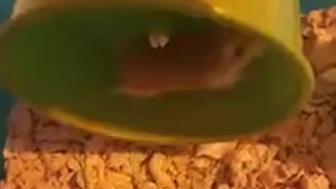 Dispute on wheels between hamsters