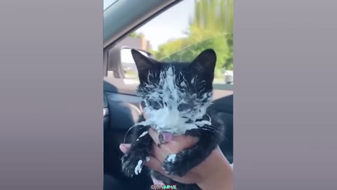 Funny cute pets