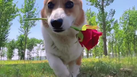 This is a lovely Corky, do you like it?