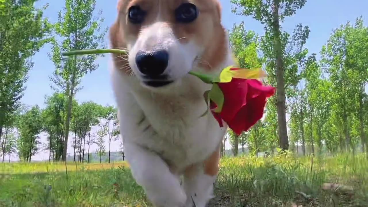This is a lovely Corky, do you like it?