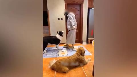 Funny animal video