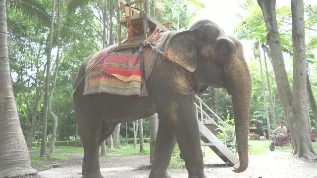 Elephant