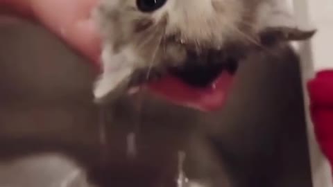 cute kitten