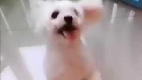 Cute And Funny Dog Videos