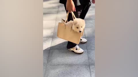 The puppy in the bag ~ cute