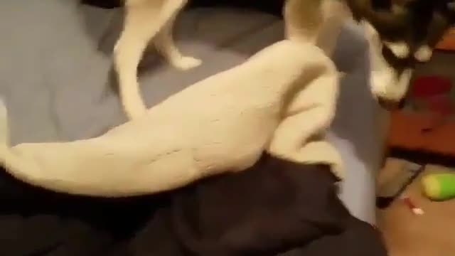 The dog on the bed
