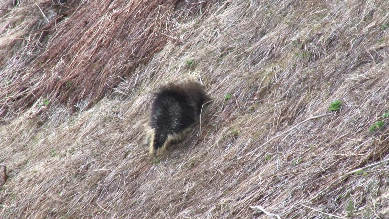 Ancient Porcupine Discovery Solves Evolutionary Mystery 10 Million Years in the Making