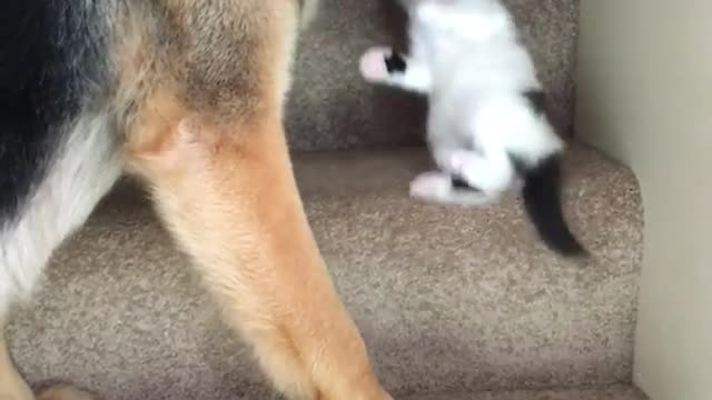 Dog Carries Kitten Upstairs