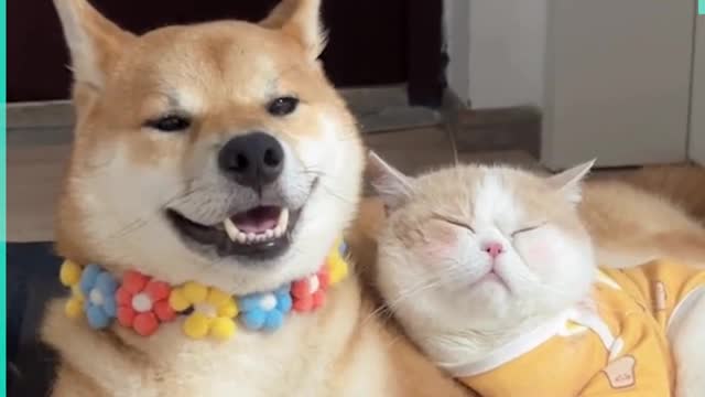 Great friendship between cats and dogs 😻🐶❤️