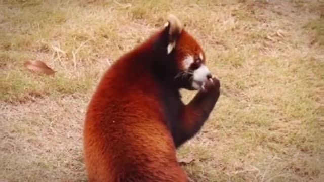 red pandas