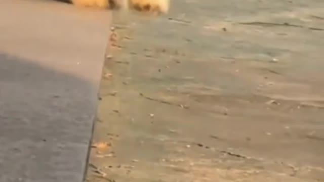 Lovely and beautiful pet /Animals lover