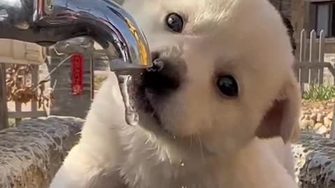 you know Dog style ?