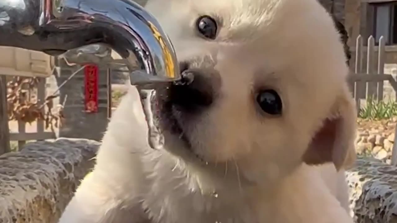 you know Dog style ?