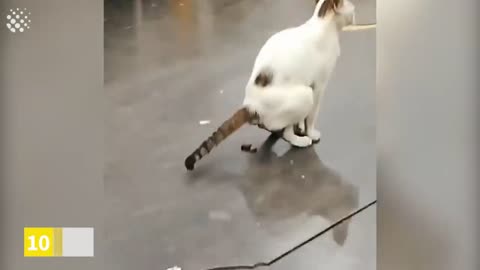 Most viral animals video