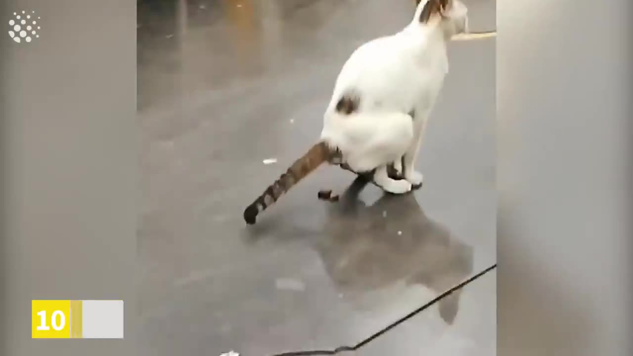 Most viral animals video