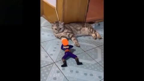 Funny and cute animal compilation