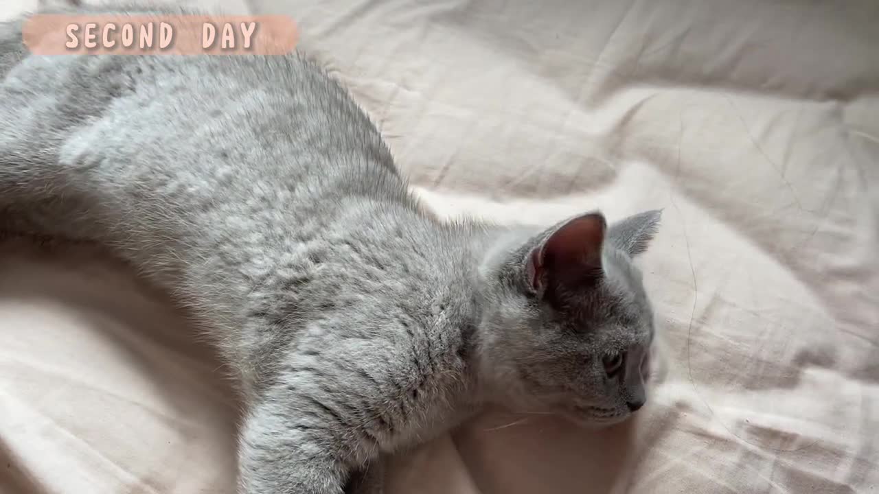 Moon the Cat vlog #1 Bringing Home my 13 week old Kitten