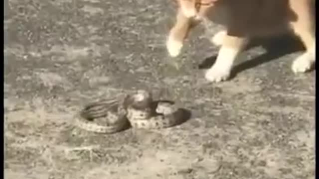 Cat VS Snake