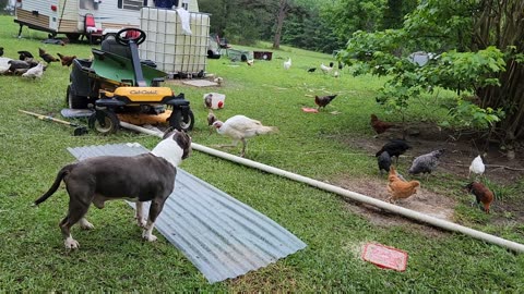 No Pitbulls & American Bullies Are In The Yard With 1000s of Rare Chickens