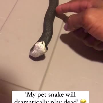 Snake 🐍 dramatically played dead 😆|funny animal videos|try not to laugh