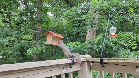 Squirrel feasting at the bird feeder