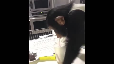 Animals Reunited With Owners AFTER YEARS!