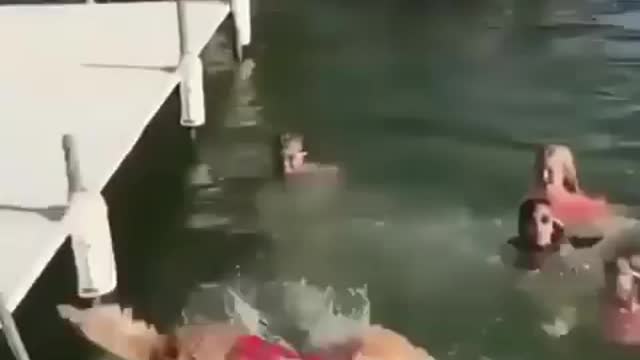 Dog swimming