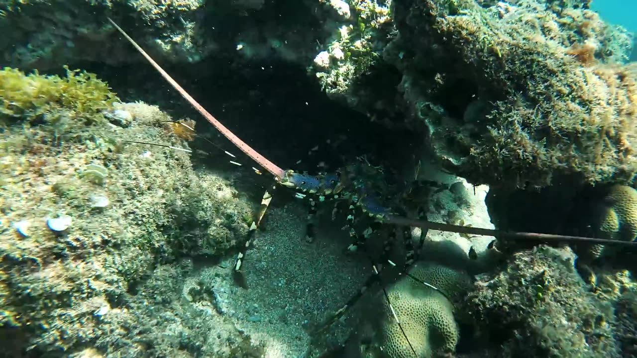 Eating Giant Lobster Deep see fishing