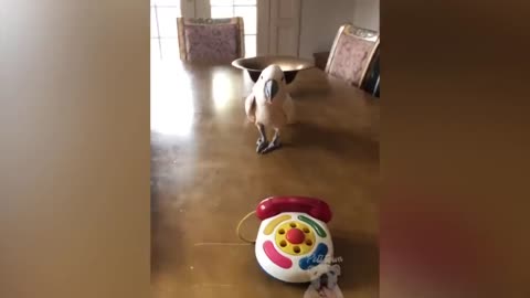 best-of-2020-top-funny-pet-videos-try-not-to-laugh
