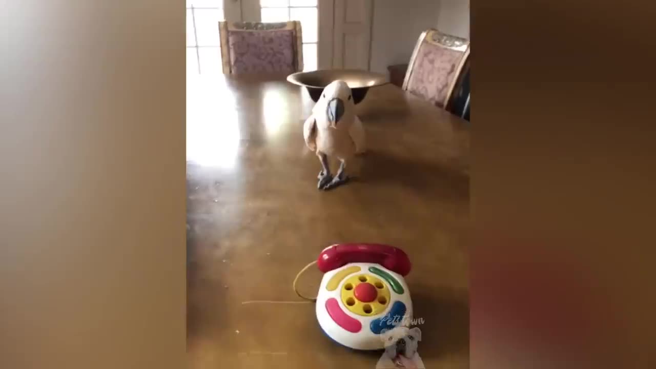 best-of-2020-top-funny-pet-videos-try-not-to-laugh