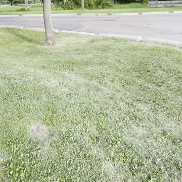 Squirrel pass the street