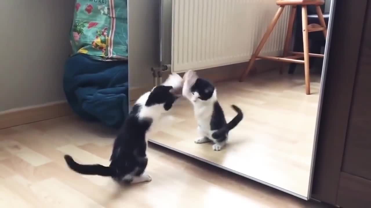 Funny Cat And mirror Video|Funny video|What's App Videos|30 Seconds Status Video