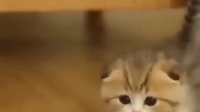 Cute Cats #Shorts Funny video #shorts