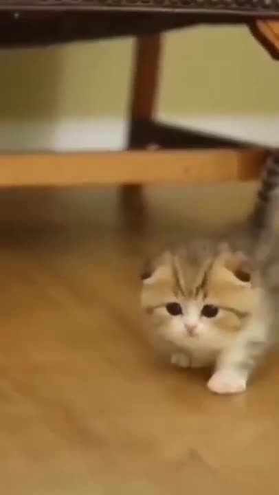 Cute Cats #Shorts Funny video #shorts