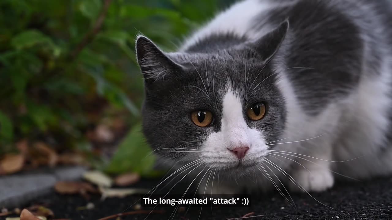 Cat Set an Attack But Than Smoothing Cute Happend......